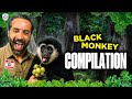 Black Monkey Reunites With His Old Friend Compilation