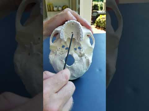 Bottom Skull Anatomy