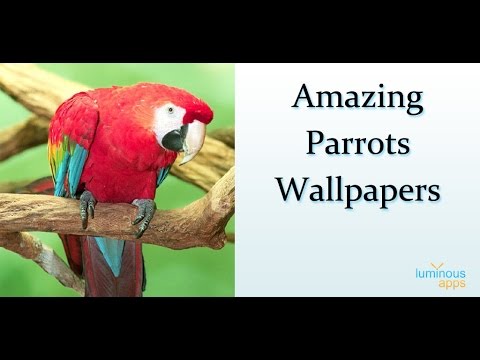 Amazing Parrots Wallpapers Video