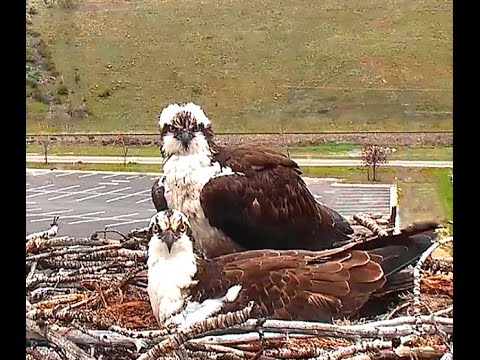 Hellgate ospreys 5 5 17 1140am fish for Iris & a look at the 4 eggs