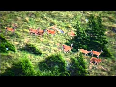 Das Leben der Hirsche und Rehe in den Alpen 2013