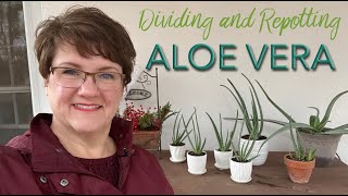 Dividing and Repotting Aloe Vera - 🌿🪴👩🏻‍🌾