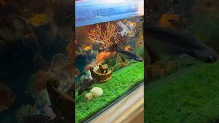 Download lagu The Most Expensive Fish in the World 🐠 #fish #expensive #shorts mp3