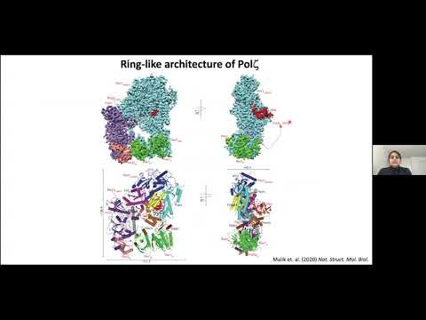 Radhika Malik PhD - Cryo-EM Structures of DNA Polymerase Zeta in Translesion DNA Synthesis