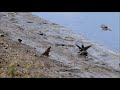 Cliff swallows hard at work