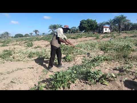 A Vida do Agricultor no sertão da Bahia - Queimadas bahia Brasil 