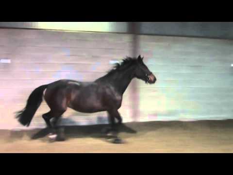 BLM DiaradosDaisy 122015