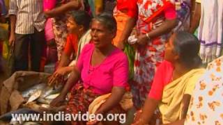 Busy bargaining - scene from Pulluvila fish market