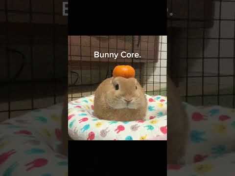 Bunny Core #bunny #cute #memes #fyp  #shorts
