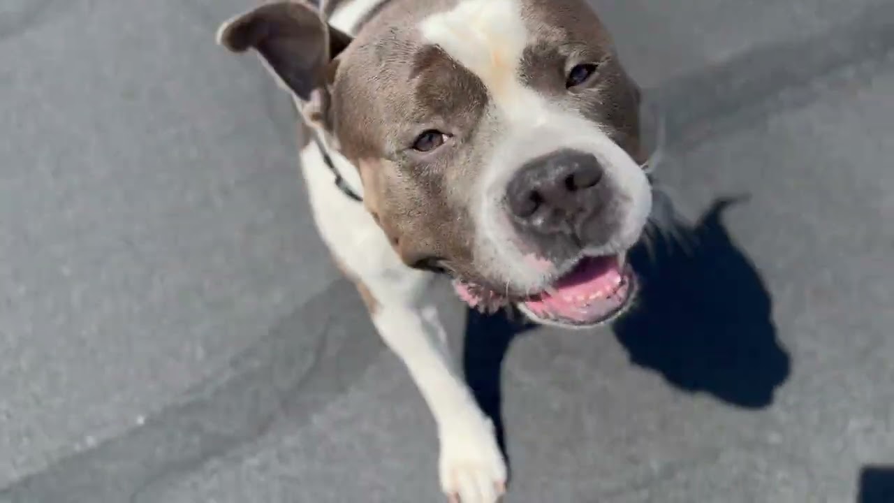 Enlarge Teddy Bear , an adopted mixed breed in Scottsdale, AZ video 1/6