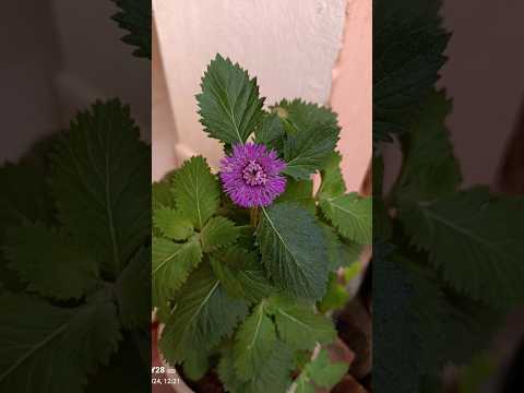 #teluguone #alekya #subscribe