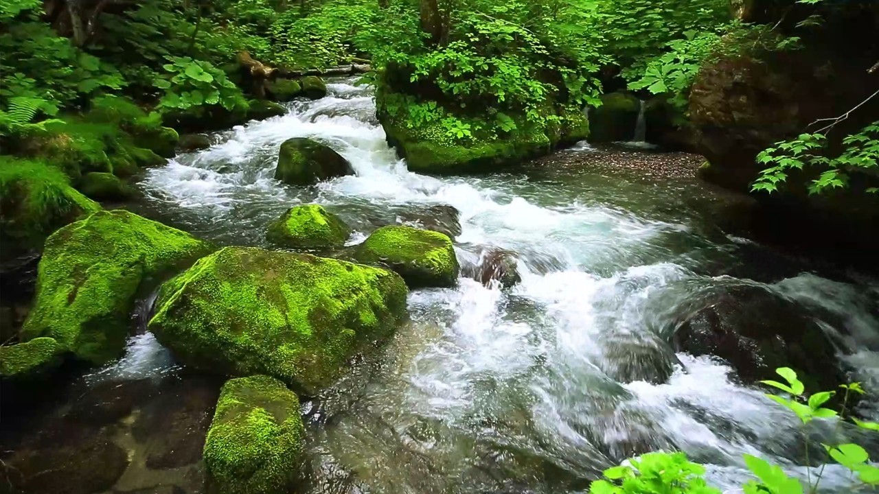 【渓流の音】森の岩間を力強く流れる清流ASMR【睡眠/集中/作業用】