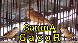 Download lagu Branjangan Sanma Gacor mp3