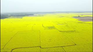 সরিষার রাজ্য