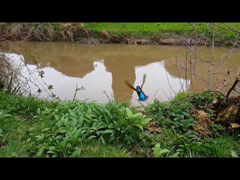 Kingfisher Release at Uckfield