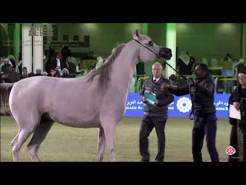 N.221 CARMINE AL KHALED - 2020 PSAIAHF Al Khalediah Show - Mares 4-6 Years Old (Class 7B)