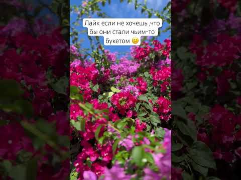 Каждый день в мире безжалостно срывают от одного цветка необоснованно 🌹 #travel #like #plants