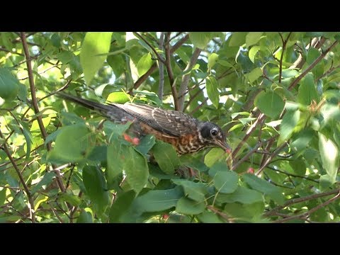 image-What type of birds eat berries?