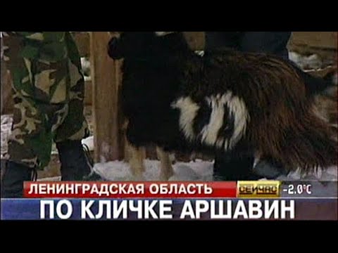 По кличке Аршавин “Петербург — 5-й канал” 10.12.2008