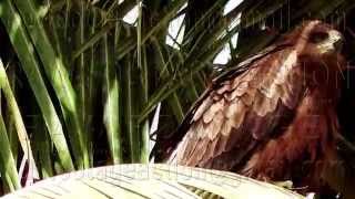 preview picture of video 'Karachi Urban Bird of Prey on a Windy Day in Palm Tree'