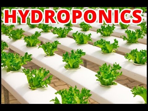 AeroGarden Elite Vs. Budget Amazon Hydroponics Growing Systems 🌷 Which Should You Buy?