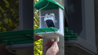 Doroeo Smart Bird Feeder Camera Solar Powered Setup #shorts #birdcamera #birdwatching #birding #bird