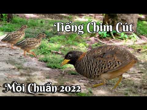 , title : '( Chim Cút ) – Tiếng Chim Cút Mồi Chuẩn 2022 || Chim Cút Mồi Keo Gọi Đàn mới 2022–2023'