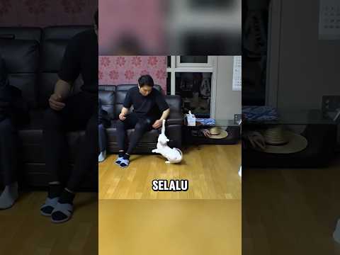 Pria ini selalu diserang oleh kucing kesayangannya 🥺