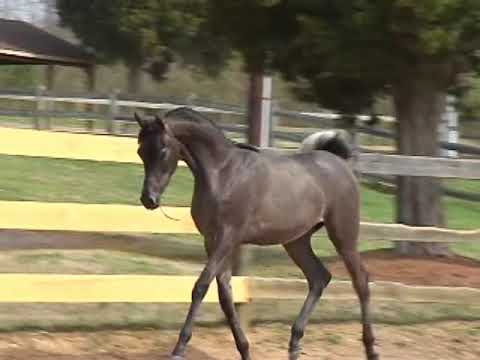 LH Primadontta by KM Bugatti