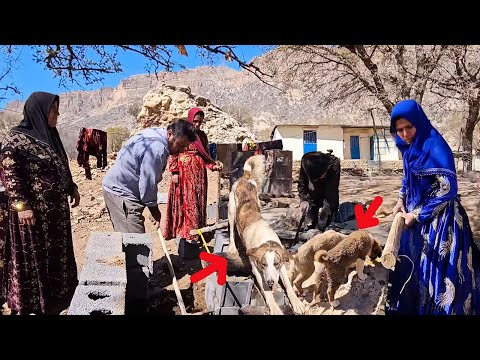Presence of dogs on the Fariba's farm and building a nest for them