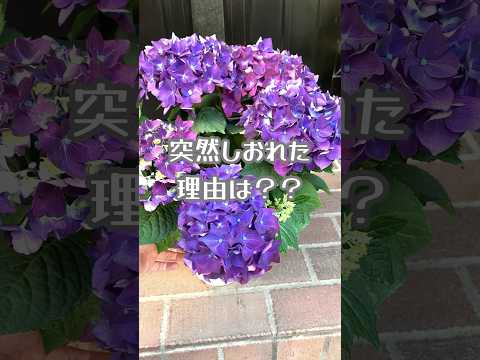 凍ってしまったアジサイを復活させる方法は？霜で傷んだ部分は剪定したほうがいいでしょうか？  庭園