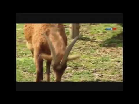 Bockau im Erzgebirge (MDR_Sachsen)