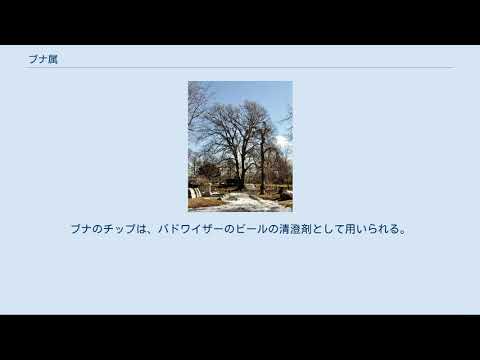 ヨーロッパブナ 植物