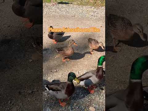 A day in my life early fall#melodydema #dema #shortyoutube #shortvideo #shorts #shortsviral #asmr