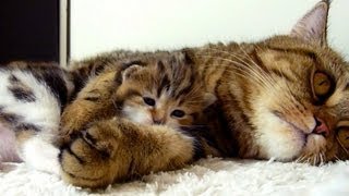 Mom Cat hugs her kitten Rocky. Mommy, Mommy, Hug Me ! AWW