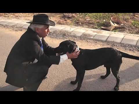 Escaped Conflict Training