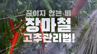 [장마철고추관리]이것만 알면 장마피해 극복!