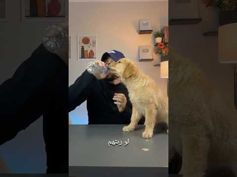 5 حيوانات كيوت.. بس تربيتها كابوس في بيتك! 😱