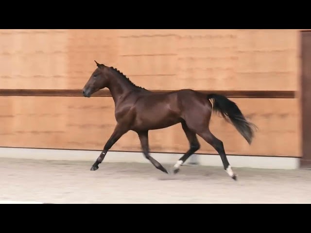 Gaits