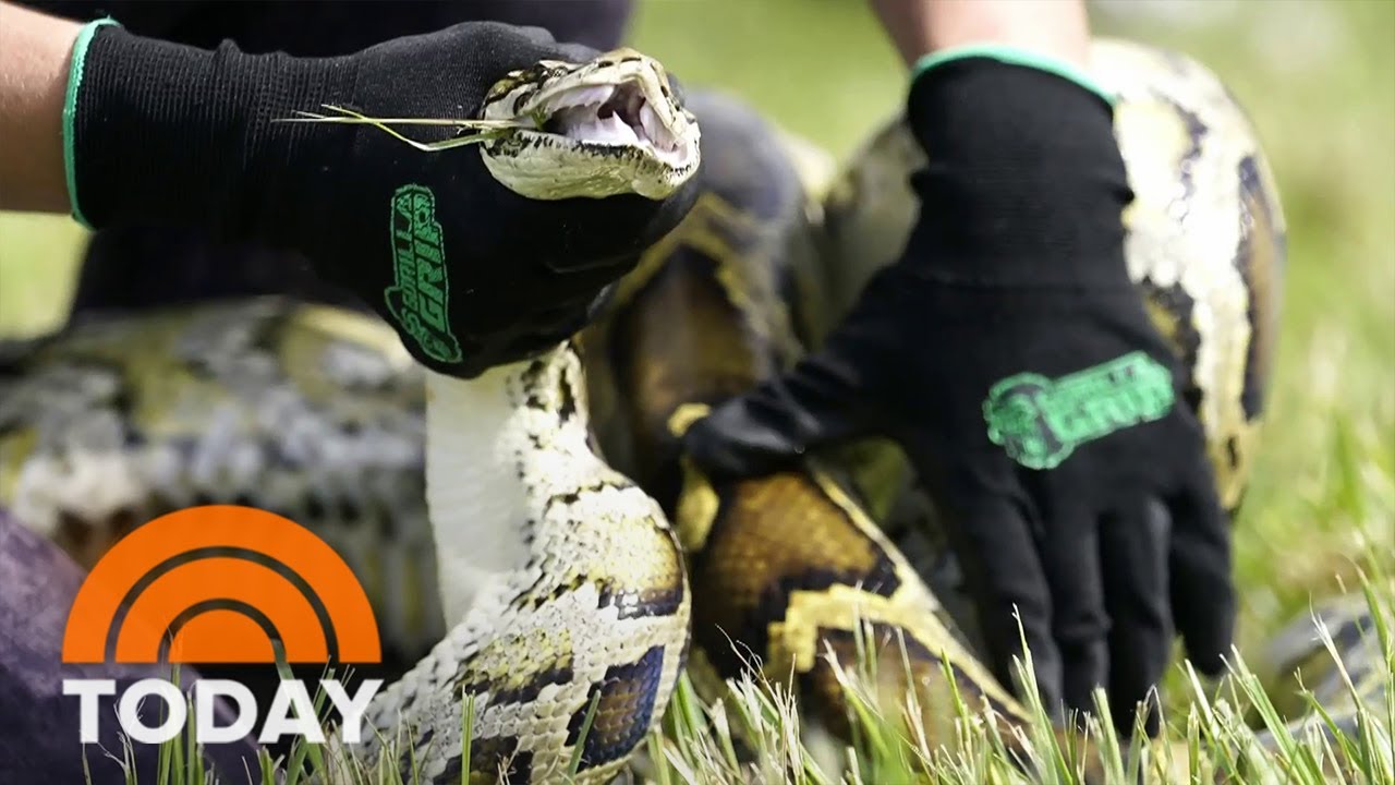 Florida Python Hunt Is Underway This Weekend