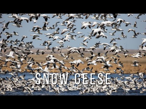Snow Goose Anser caerulescens — 5 zaujímavých faktov o druhu