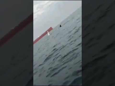 ¡Espectáculo majestuoso! Captan ballena jorobada y su cría en costas de Anzoátegui 🇻🇪🌊