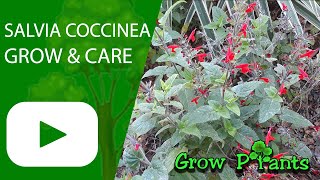 Salvia coccinea  - grow & care (Summer jewel pink)