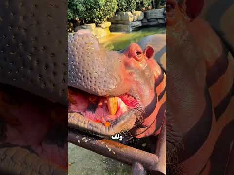 حبّة عنب زعلته… والبطيخة صلحته 🍉😄