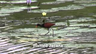 preview picture of video 'Birds of Brazil - Waterbirds'