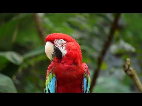 4K Ultra HD Test Video  Crystal Clear Visuals & Vivid Colors