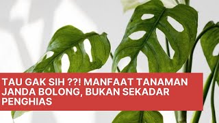 Download lagu DO YOU KNOW ! The Benefits of the Widow Bolong Plant, Not Just a Decorator mp3