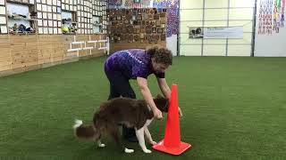 Teaching Dogs To Wrap A Cone