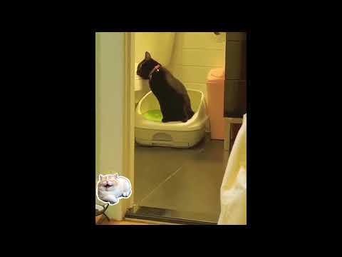 Funniest Animals 2024 😂 Best Funny Cats  Videos 😹 Part 1