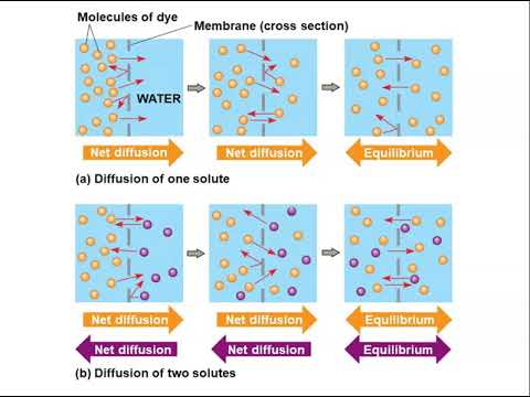 Chapter 7: Membrane Structure and Function